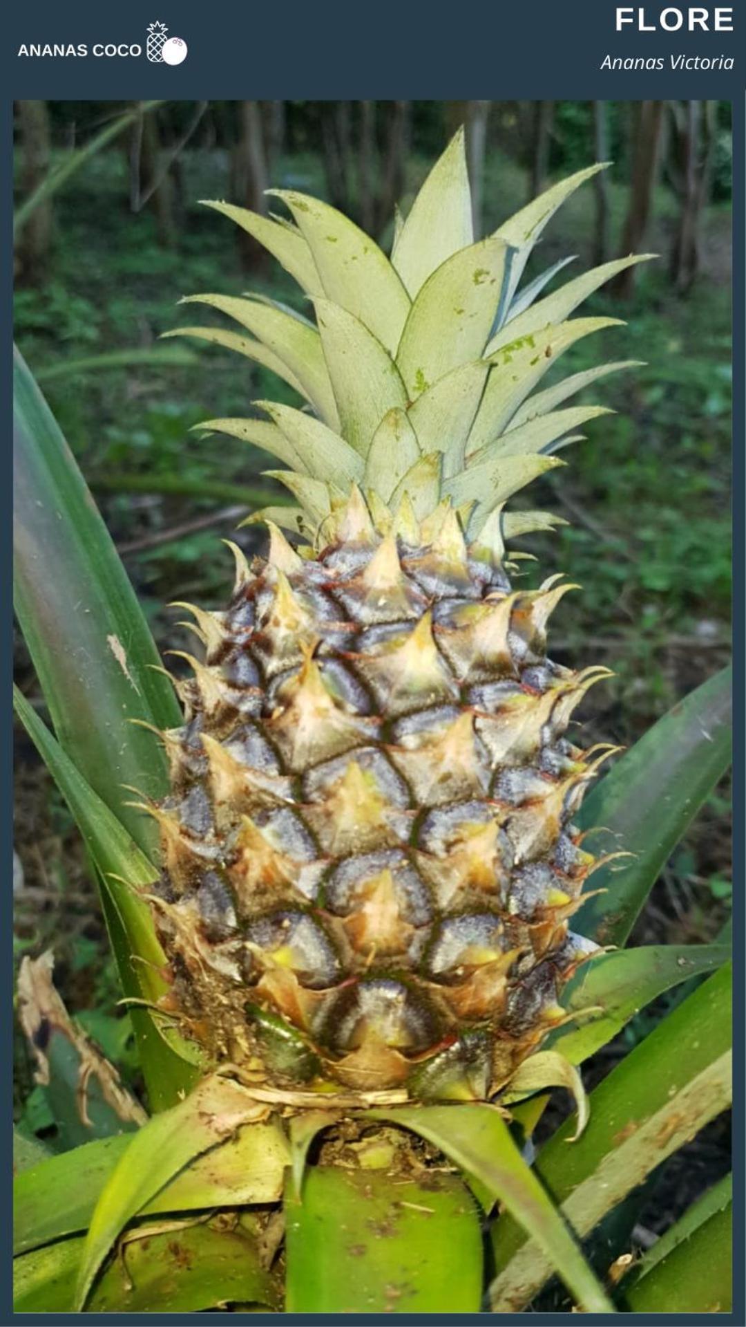 Bed and Breakfast Ananas Coco Салазі Екстер'єр фото